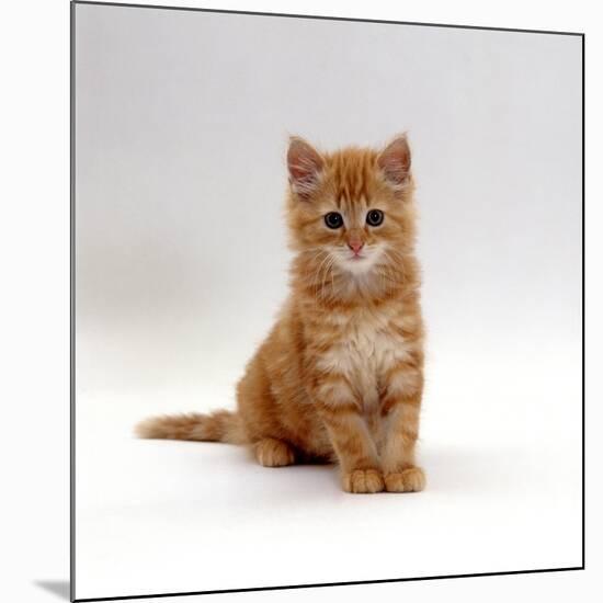 Domestic Cat, 8-Weeks, Fluffy Ginger Male Kitten-Jane Burton-Mounted Photographic Print