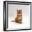 Domestic Cat, 8-Weeks, Fluffy Ginger Male Kitten-Jane Burton-Framed Premium Photographic Print