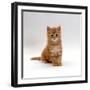 Domestic Cat, 8-Weeks, Fluffy Ginger Male Kitten-Jane Burton-Framed Premium Photographic Print