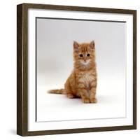 Domestic Cat, 8-Weeks, Fluffy Ginger Male Kitten-Jane Burton-Framed Photographic Print