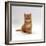 Domestic Cat, 8-Weeks, Fluffy Ginger Male Kitten-Jane Burton-Framed Photographic Print