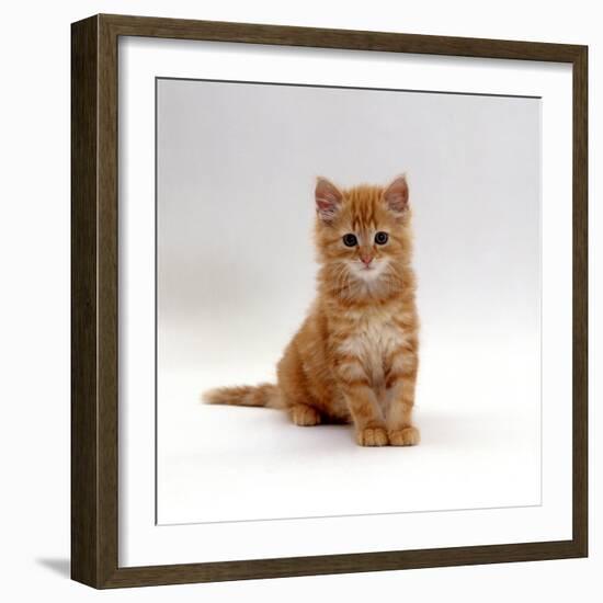 Domestic Cat, 8-Weeks, Fluffy Ginger Male Kitten-Jane Burton-Framed Photographic Print