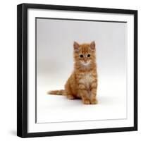 Domestic Cat, 8-Weeks, Fluffy Ginger Male Kitten-Jane Burton-Framed Photographic Print