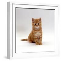 Domestic Cat, 8-Weeks, Fluffy Ginger Male Kitten-Jane Burton-Framed Photographic Print