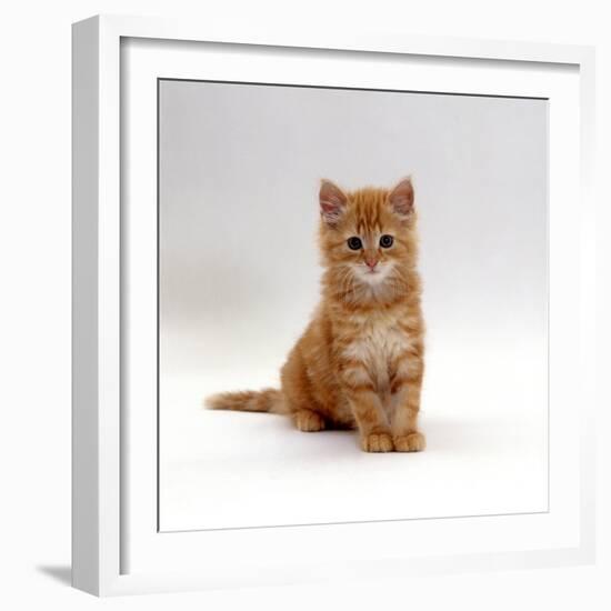 Domestic Cat, 8-Weeks, Fluffy Ginger Male Kitten-Jane Burton-Framed Photographic Print