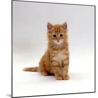 Domestic Cat, 8-Weeks, Fluffy Ginger Male Kitten-Jane Burton-Mounted Photographic Print