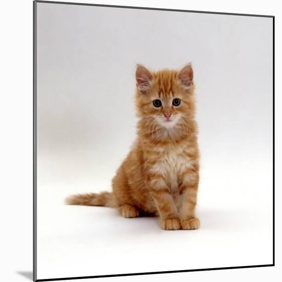 Domestic Cat, 8-Weeks, Fluffy Ginger Male Kitten-Jane Burton-Mounted Photographic Print