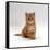 Domestic Cat, 8-Weeks, Fluffy Ginger Male Kitten-Jane Burton-Framed Stretched Canvas