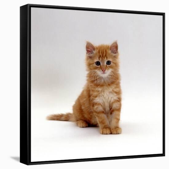 Domestic Cat, 8-Weeks, Fluffy Ginger Male Kitten-Jane Burton-Framed Stretched Canvas