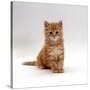 Domestic Cat, 8-Weeks, Fluffy Ginger Male Kitten-Jane Burton-Stretched Canvas