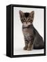 Domestic Cat, 9-Week Agouti-Tabby Male Kitten (Hybrid Wild Cat Crossed with a Blue Burmese)-Jane Burton-Framed Stretched Canvas