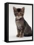 Domestic Cat, 9-Week Agouti-Tabby Male Kitten (Hybrid Wild Cat Crossed with a Blue Burmese)-Jane Burton-Framed Stretched Canvas