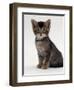 Domestic Cat, 9-Week Agouti-Tabby Male Kitten (Hybrid Wild Cat Crossed with a Blue Burmese)-Jane Burton-Framed Premium Photographic Print