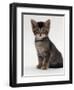 Domestic Cat, 9-Week Agouti-Tabby Male Kitten (Hybrid Wild Cat Crossed with a Blue Burmese)-Jane Burton-Framed Premium Photographic Print