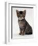 Domestic Cat, 9-Week Agouti-Tabby Male Kitten (Hybrid Wild Cat Crossed with a Blue Burmese)-Jane Burton-Framed Premium Photographic Print