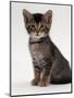 Domestic Cat, 9-Week Agouti-Tabby Male Kitten (Hybrid Wild Cat Crossed with a Blue Burmese)-Jane Burton-Mounted Premium Photographic Print