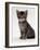 Domestic Cat, 9-Week Agouti-Tabby Male Kitten (Hybrid Wild Cat Crossed with a Blue Burmese)-Jane Burton-Framed Photographic Print