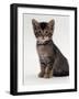 Domestic Cat, 9-Week Agouti-Tabby Male Kitten (Hybrid Wild Cat Crossed with a Blue Burmese)-Jane Burton-Framed Photographic Print