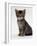 Domestic Cat, 9-Week Agouti-Tabby Male Kitten (Hybrid Wild Cat Crossed with a Blue Burmese)-Jane Burton-Framed Photographic Print