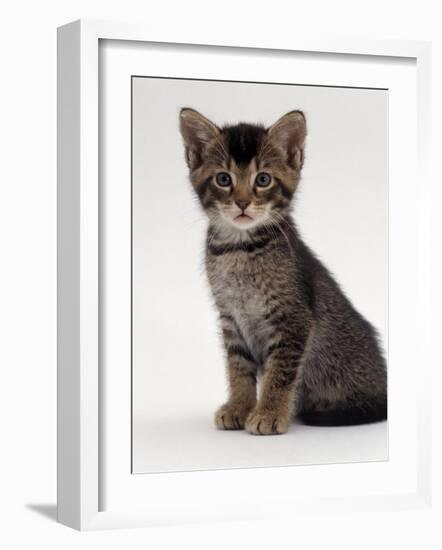 Domestic Cat, 9-Week Agouti-Tabby Male Kitten (Hybrid Wild Cat Crossed with a Blue Burmese)-Jane Burton-Framed Photographic Print