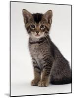 Domestic Cat, 9-Week Agouti-Tabby Male Kitten (Hybrid Wild Cat Crossed with a Blue Burmese)-Jane Burton-Mounted Photographic Print