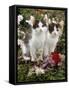 Domestic Cat, 9-Week, Black-And-White Kittens Among Flowers-Jane Burton-Framed Stretched Canvas