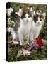 Domestic Cat, 9-Week, Black-And-White Kittens Among Flowers-Jane Burton-Stretched Canvas