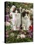 Domestic Cat, 9-Week, Black-And-White Kittens Among Flowers-Jane Burton-Stretched Canvas