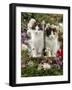 Domestic Cat, 9-Week, Black-And-White Kittens Among Flowers-Jane Burton-Framed Photographic Print