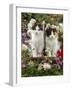 Domestic Cat, 9-Week, Black-And-White Kittens Among Flowers-Jane Burton-Framed Photographic Print