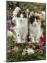 Domestic Cat, 9-Week, Black-And-White Kittens Among Flowers-Jane Burton-Mounted Photographic Print