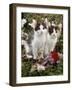 Domestic Cat, 9-Week, Black-And-White Kittens Among Flowers-Jane Burton-Framed Photographic Print