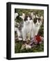 Domestic Cat, 9-Week, Black-And-White Kittens Among Flowers-Jane Burton-Framed Photographic Print