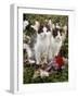 Domestic Cat, 9-Week, Black-And-White Kittens Among Flowers-Jane Burton-Framed Photographic Print