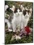 Domestic Cat, 9-Week, Black-And-White Kittens Among Flowers-Jane Burton-Mounted Photographic Print