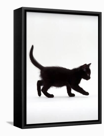 Domestic Cat, 9-Week Black Kitten Profile Walking-Jane Burton-Framed Stretched Canvas