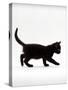 Domestic Cat, 9-Week Black Kitten Profile Walking-Jane Burton-Stretched Canvas