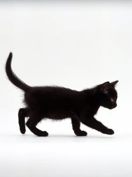 Domestic Cat, 9-Week Black Kitten Profile Walking' Photographic Print - Jane Burton Domestic Cat, 9-Week Black Kitten Profile Walking' Photographic Print - Jane Burton