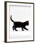 Domestic Cat, 9-Week Black Kitten Profile Walking-Jane Burton-Framed Photographic Print