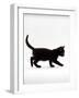 Domestic Cat, 9-Week Black Kitten Profile Walking-Jane Burton-Framed Photographic Print