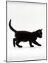 Domestic Cat, 9-Week Black Kitten Profile Walking-Jane Burton-Mounted Photographic Print