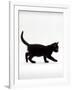 Domestic Cat, 9-Week Black Kitten Profile Walking-Jane Burton-Framed Photographic Print