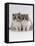 Domestic Cat, 9-Week, Blue Bicolour Persian Kittens-Jane Burton-Framed Stretched Canvas