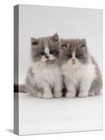 Domestic Cat, 9-Week, Blue Bicolour Persian Kittens-Jane Burton-Stretched Canvas