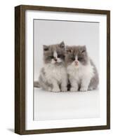 Domestic Cat, 9-Week, Blue Bicolour Persian Kittens-Jane Burton-Framed Photographic Print