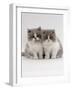 Domestic Cat, 9-Week, Blue Bicolour Persian Kittens-Jane Burton-Framed Photographic Print