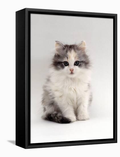 Domestic Cat, 9-Week, Chinchilla-Cross Kitten-Jane Burton-Framed Stretched Canvas
