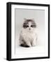 Domestic Cat, 9-Week, Chinchilla-Cross Kitten-Jane Burton-Framed Photographic Print