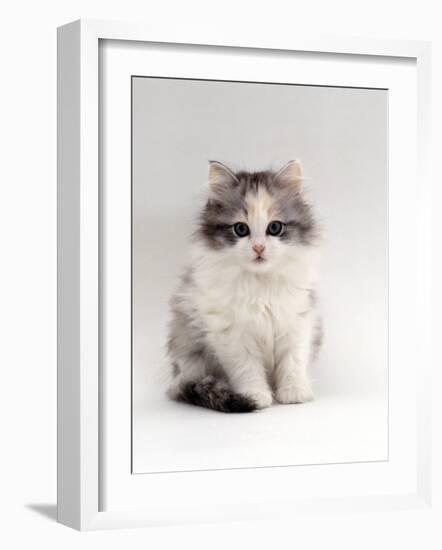 Domestic Cat, 9-Week, Chinchilla-Cross Kitten-Jane Burton-Framed Photographic Print