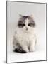 Domestic Cat, 9-Week, Chinchilla-Cross Kitten-Jane Burton-Mounted Photographic Print